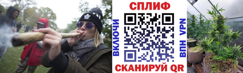 Марихуана гибрид  Канаш 